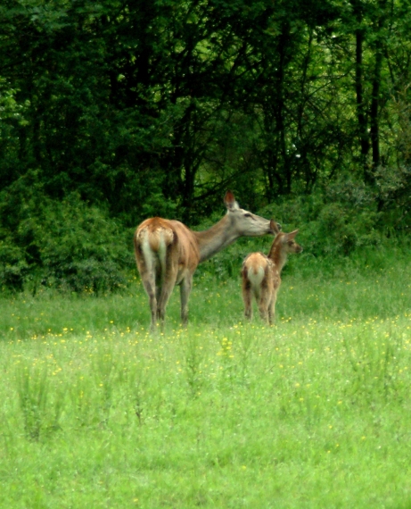 Tenerezze di mamma cervo